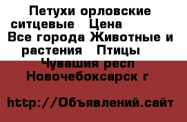 Петухи орловские ситцевые › Цена ­ 1 000 - Все города Животные и растения » Птицы   . Чувашия респ.,Новочебоксарск г.